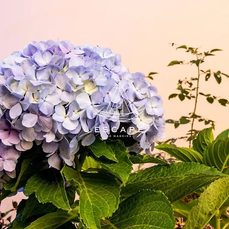 Villa Casa Lucas By Escape To Madeira