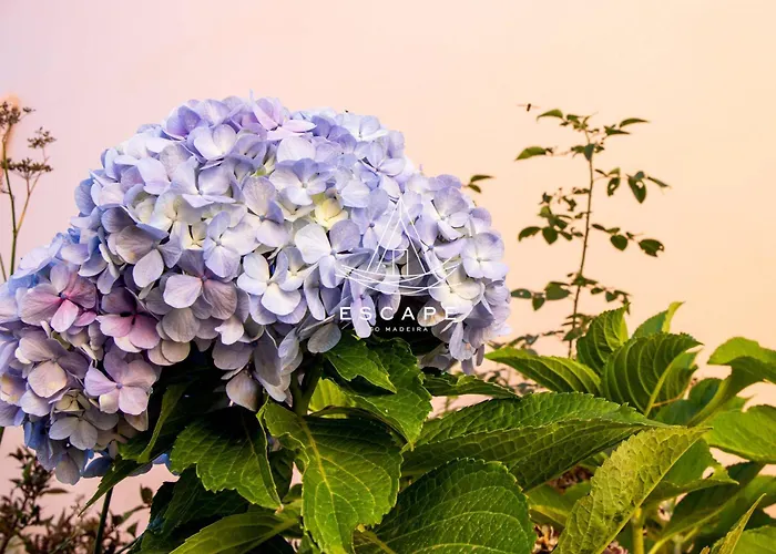 别墅 Casa Lucas By Escape To Madeira